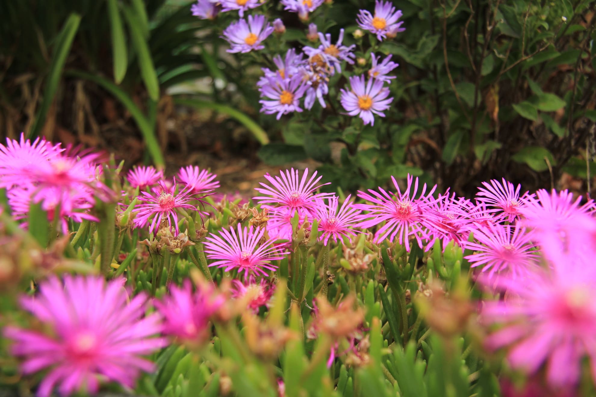 plantes